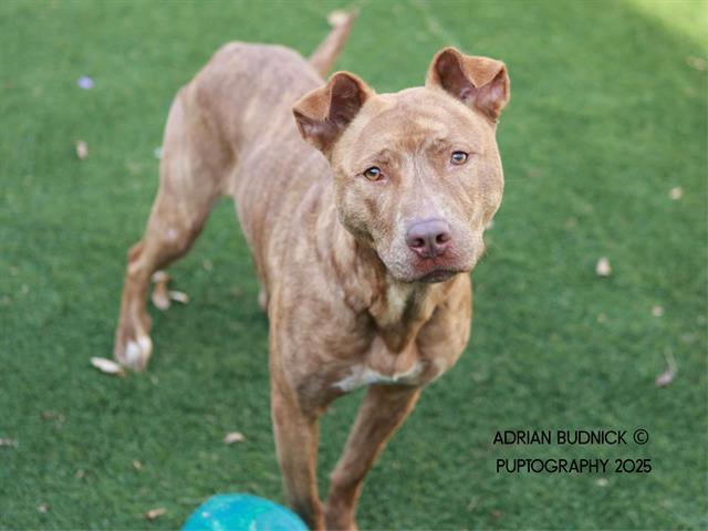 BUCKINGHAM, Adoptable, Young Male Mixed Breed.