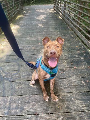 Enlarge BUCKINGHAM, a Adoptable Mixed Breed in Nashville, TN image 1/1