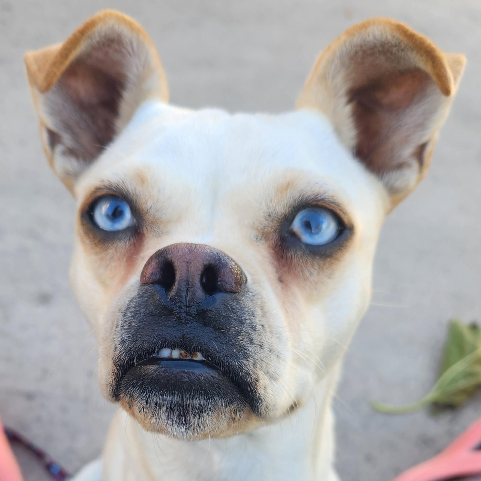 Enlarge Abby, a ADOPTABLE mixed breed in St. Catharines, ON image 3/5