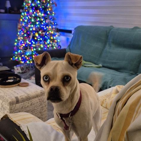 Abby, ADOPTABLE, Adult Female Pug & Chihuahua.