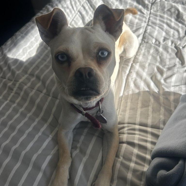 Enlarge Abby, a ADOPTABLE mixed breed in St. Catharines, ON image 5/5