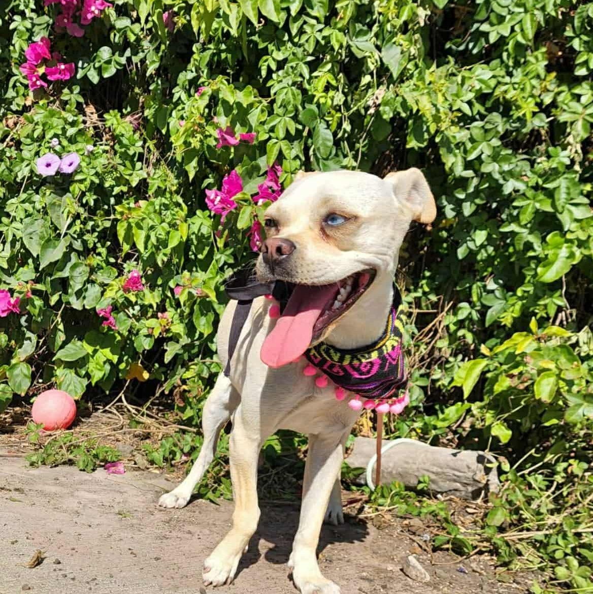 Enlarge Abby, a ADOPTABLE mixed breed in St. Catharines, ON image 2/5