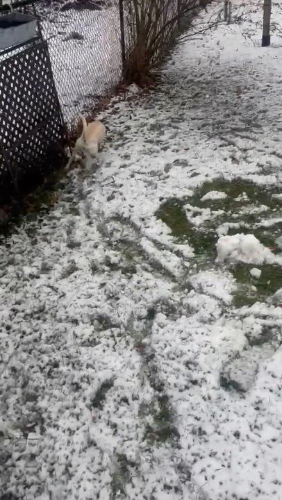 Enlarge Abby, a ADOPTABLE mixed breed in St. Catharines, ON video 4/5