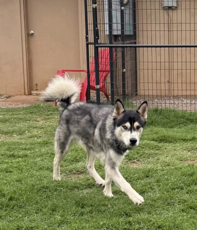 Panda, Adoptable, Young Male Husky.