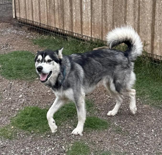 Panda, a Adoptable Husky in Deerfield, WI image 2/2