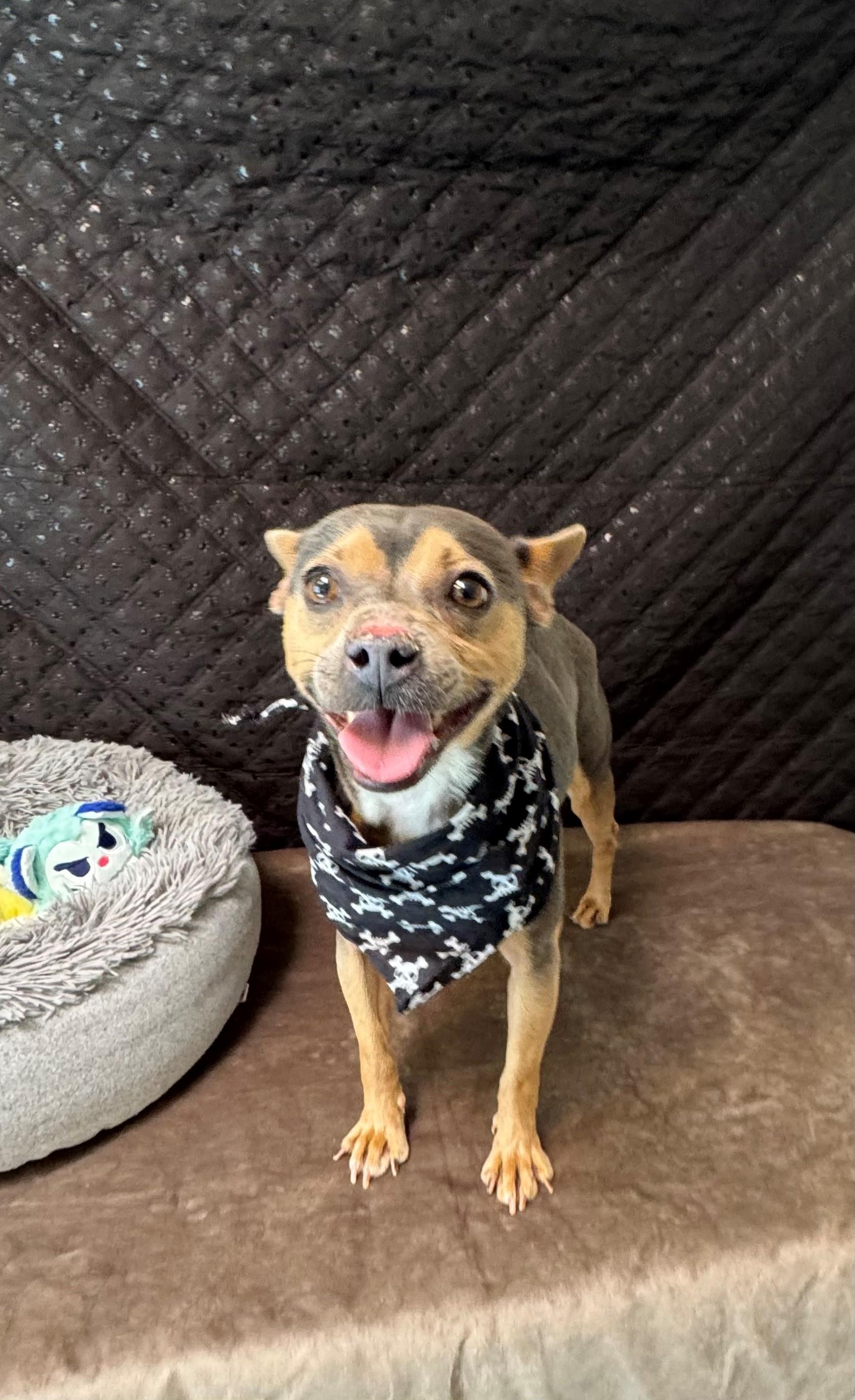 Bandit, adopted, Young Male Chihuahua.