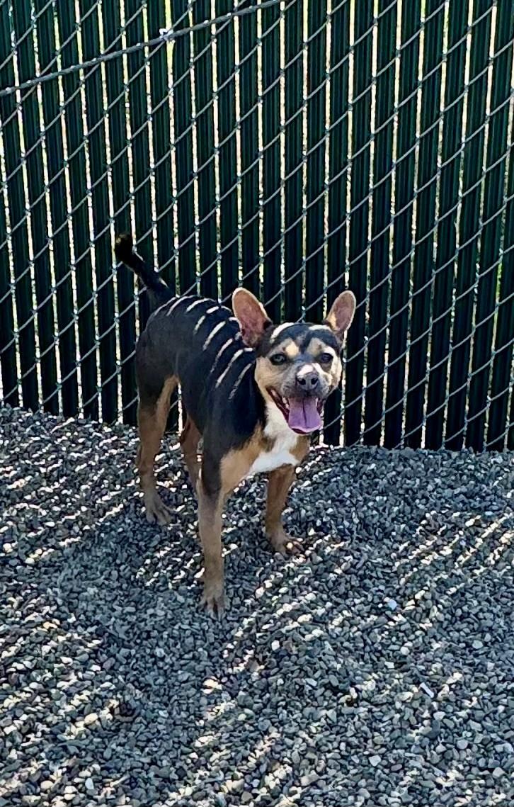 Bandit, an adopted mixed breed in Ripon, CA image 2/2