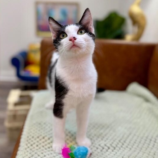 Spotty Arcangel — thumbnail 3