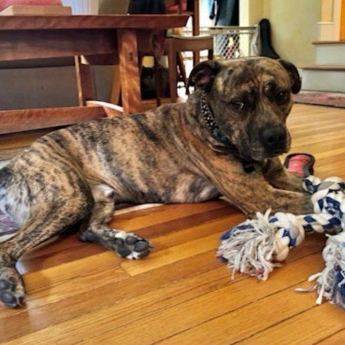 Jack Daniels, Adoptable, Young Male Pit Bull Terrier.