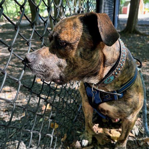 Enlarge Jack Daniels, a Adoptable Pit Bull Terrier in Hamden, CT image 3/6