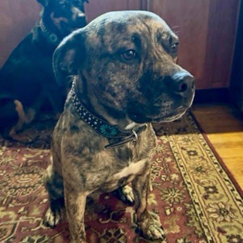 Enlarge Jack Daniels, a Adoptable Pit Bull Terrier in Hamden, CT image 4/6