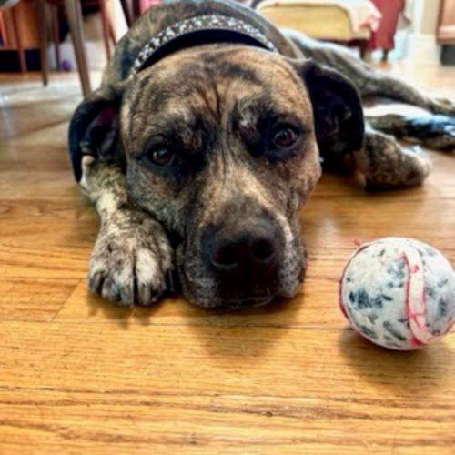 Enlarge Jack Daniels, a Adoptable Pit Bull Terrier in Hamden, CT image 5/6