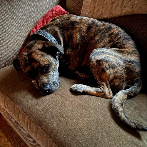 Enlarge Jack Daniels, a Adoptable Pit Bull Terrier in Hamden, CT image 6/6