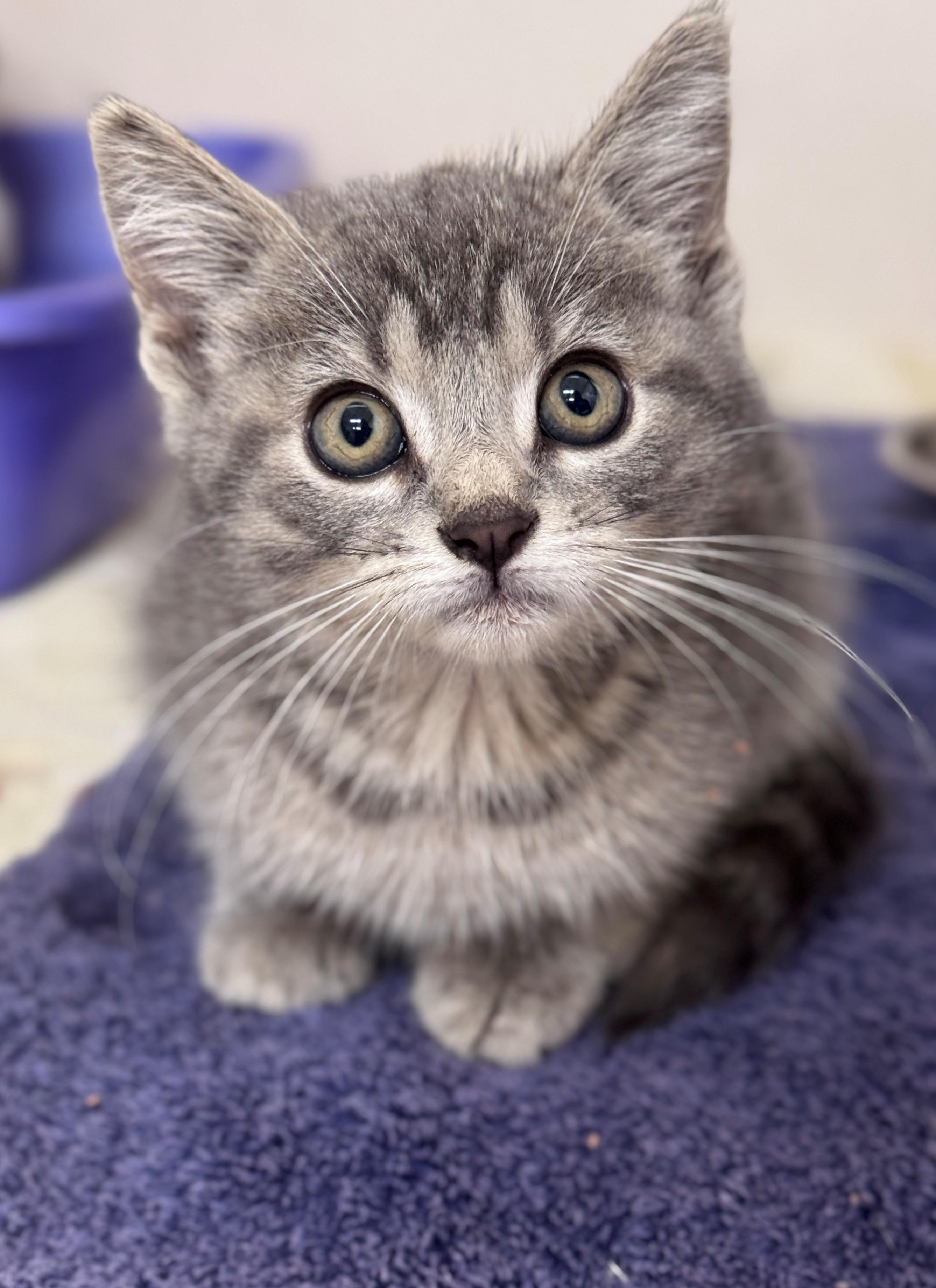 Lisa, ADOPTABLE, Kitten Female Domestic Short Hair.