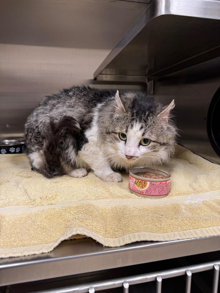 Shaggy, Adoptable, Adult Male Domestic Long Hair.