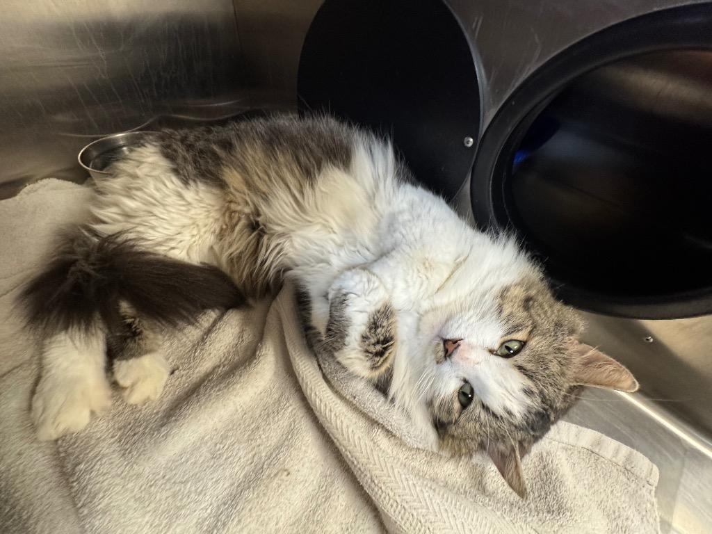 Enlarge Shaggy, a Adoptable mixed breed in Great Bend, KS image 2/2