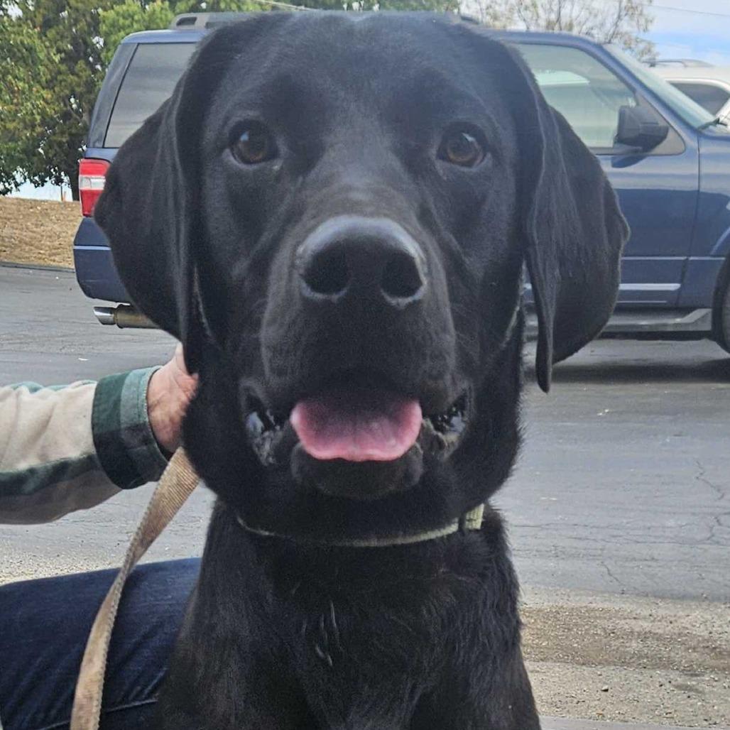 Chewy K21, Adoptable, Young Male Mixed Breed.