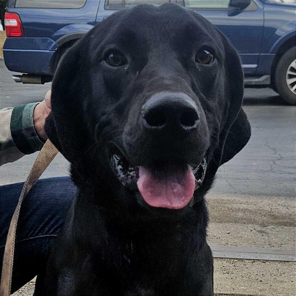 Enlarge Chewy K21, a Adoptable Mixed Breed in Union, MO image 2/2