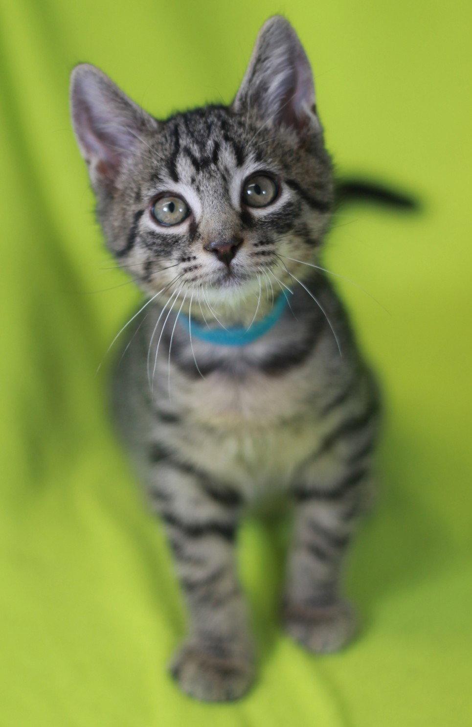 Cash, Adoptable, Kitten Male Domestic Short Hair & Tabby.