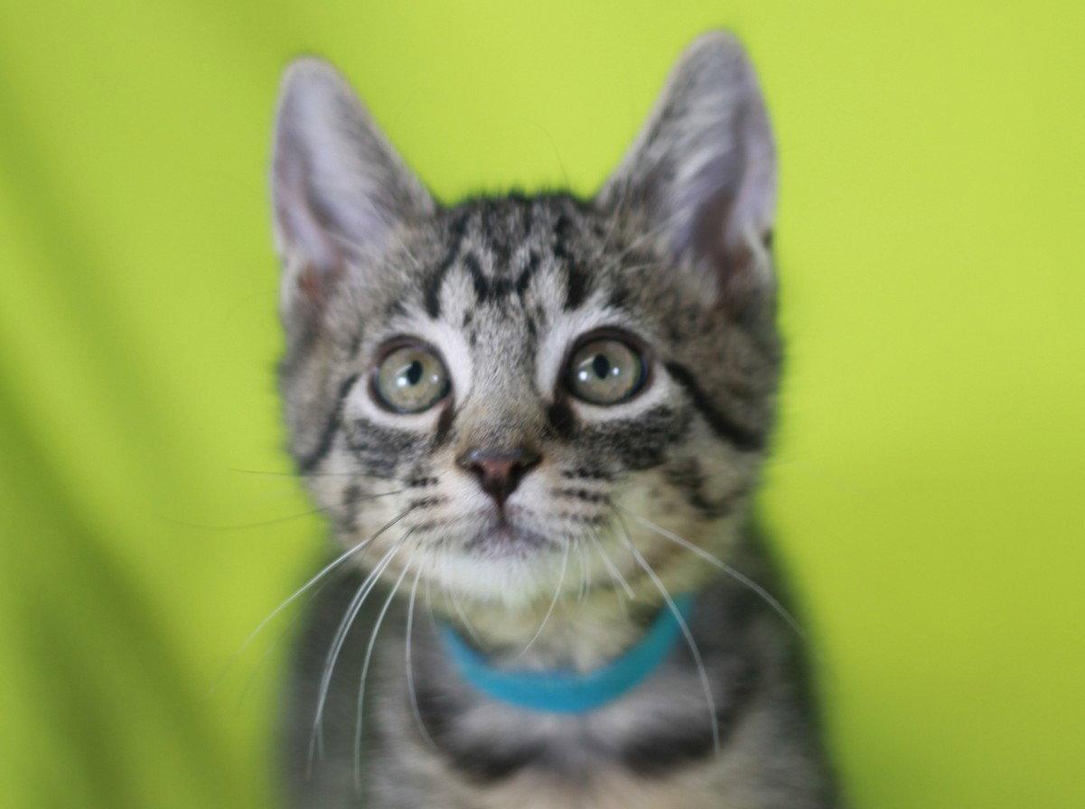 Enlarge Cash, a Adoptable mixed breed in Cookeville, TN image 2/2
