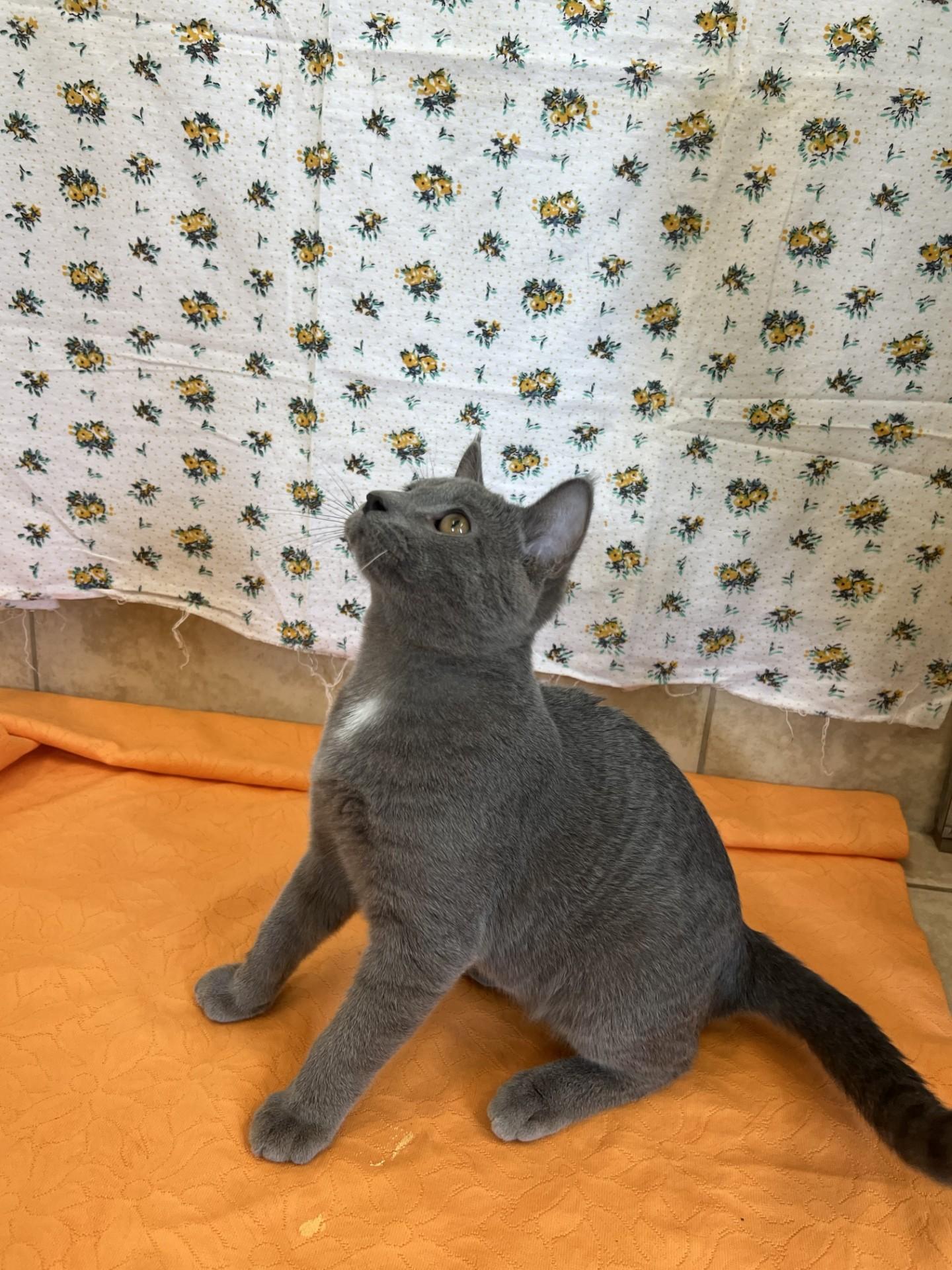 Enlarge Smokey, a Adoptable mixed breed in Upper Sandusky, OH image 2/2