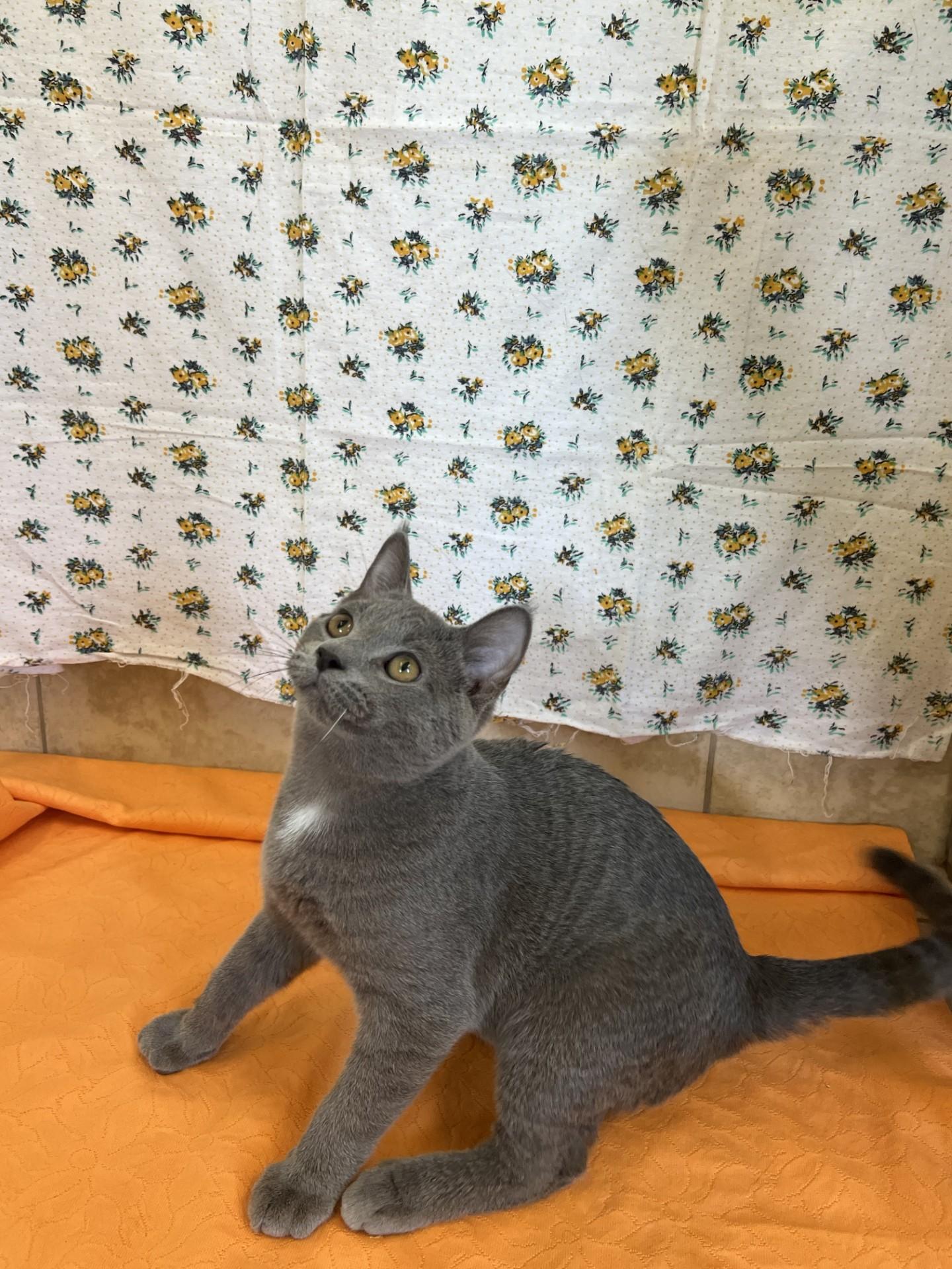 Enlarge Smokey, a Adoptable mixed breed in Upper Sandusky, OH image 1/2