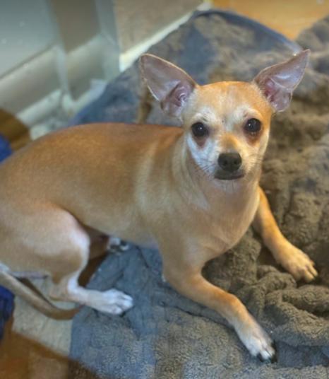 Enlarge Amelia, a ADOPTABLE mixed breed in North Richland Hills, TX image 1/1