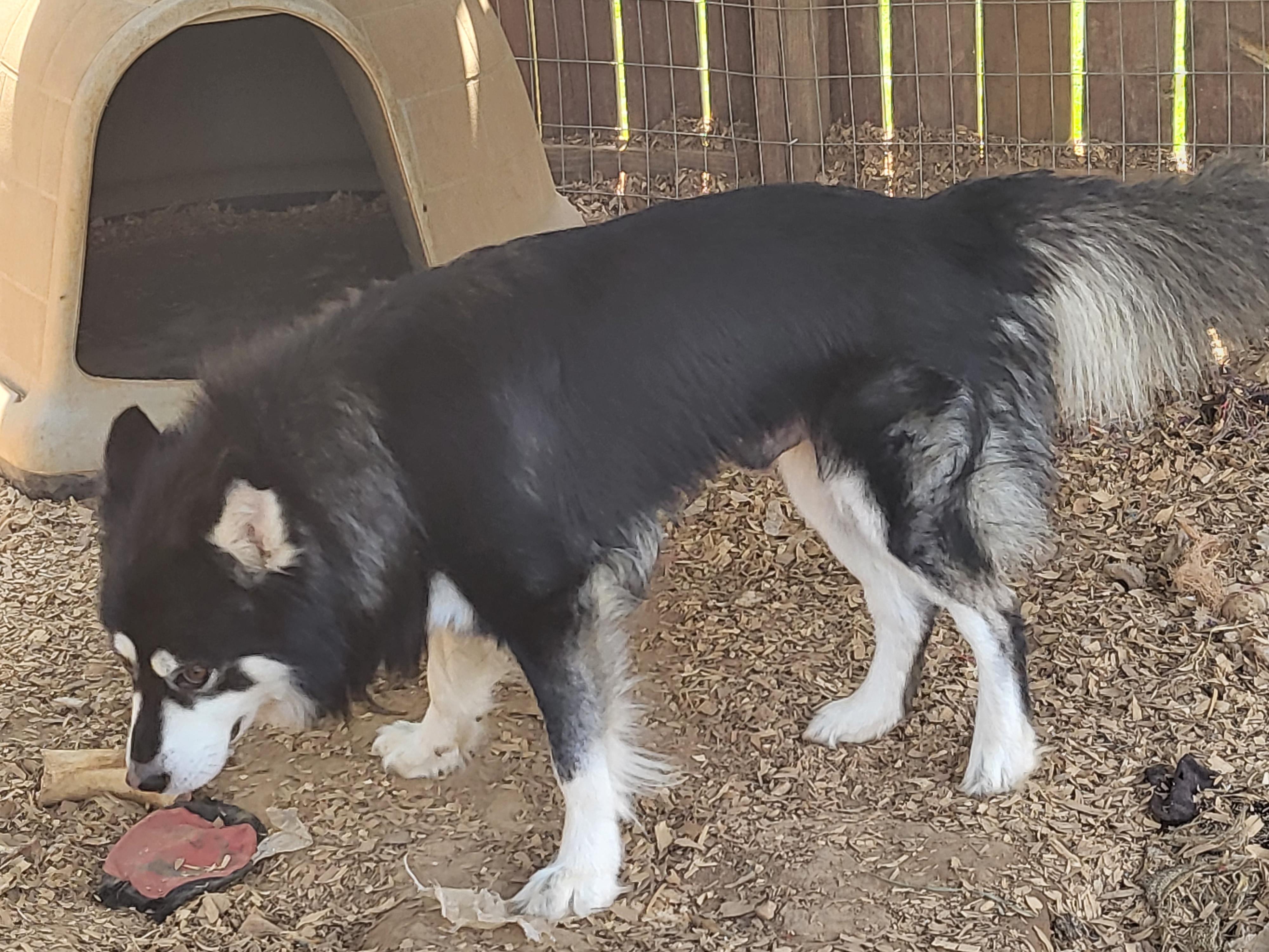 Dexter, Adopted, Adult Male Klee Kai.