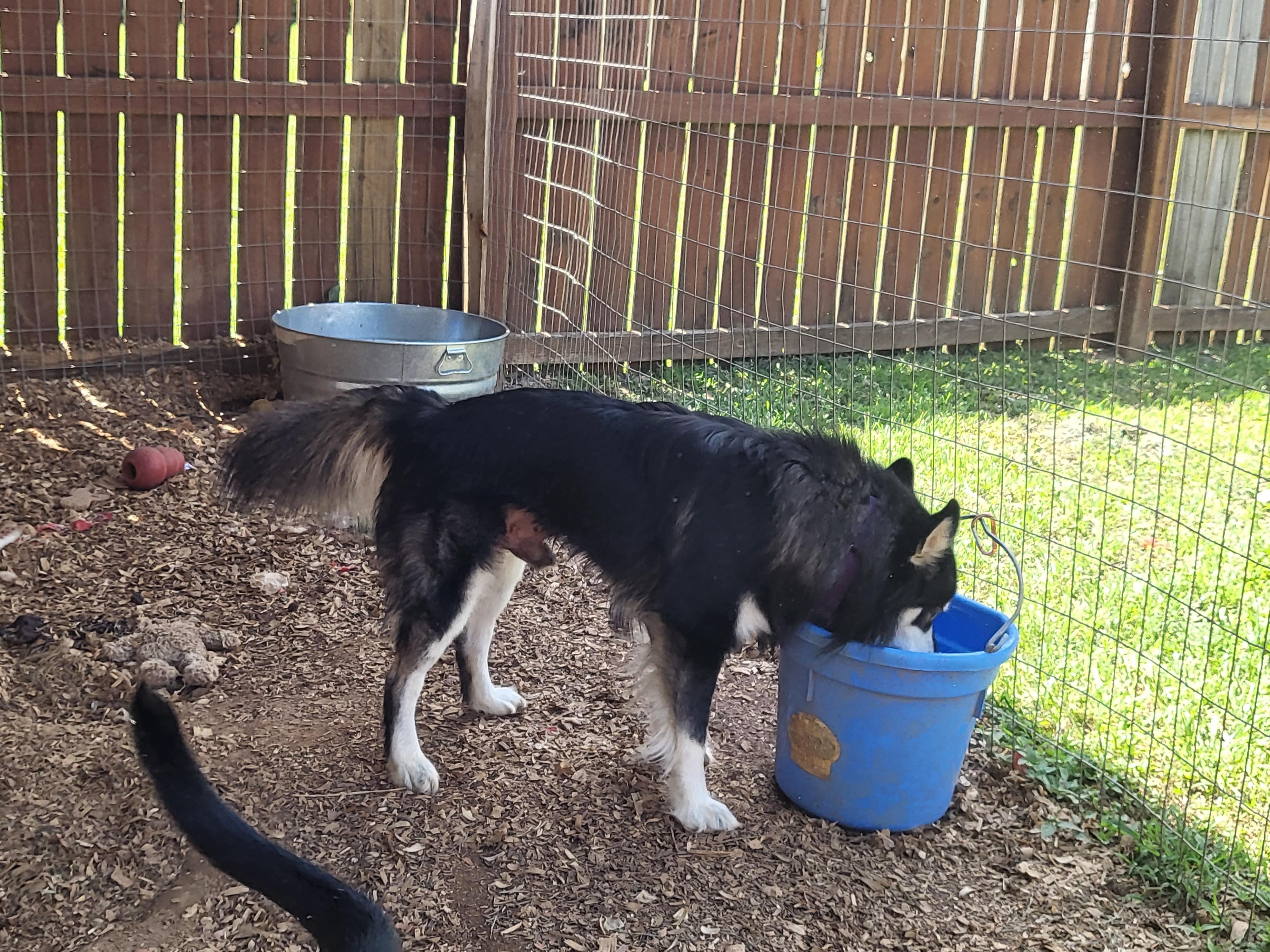 Enlarge Dexter, a Adopted Klee Kai in Toney, AL image 4/6