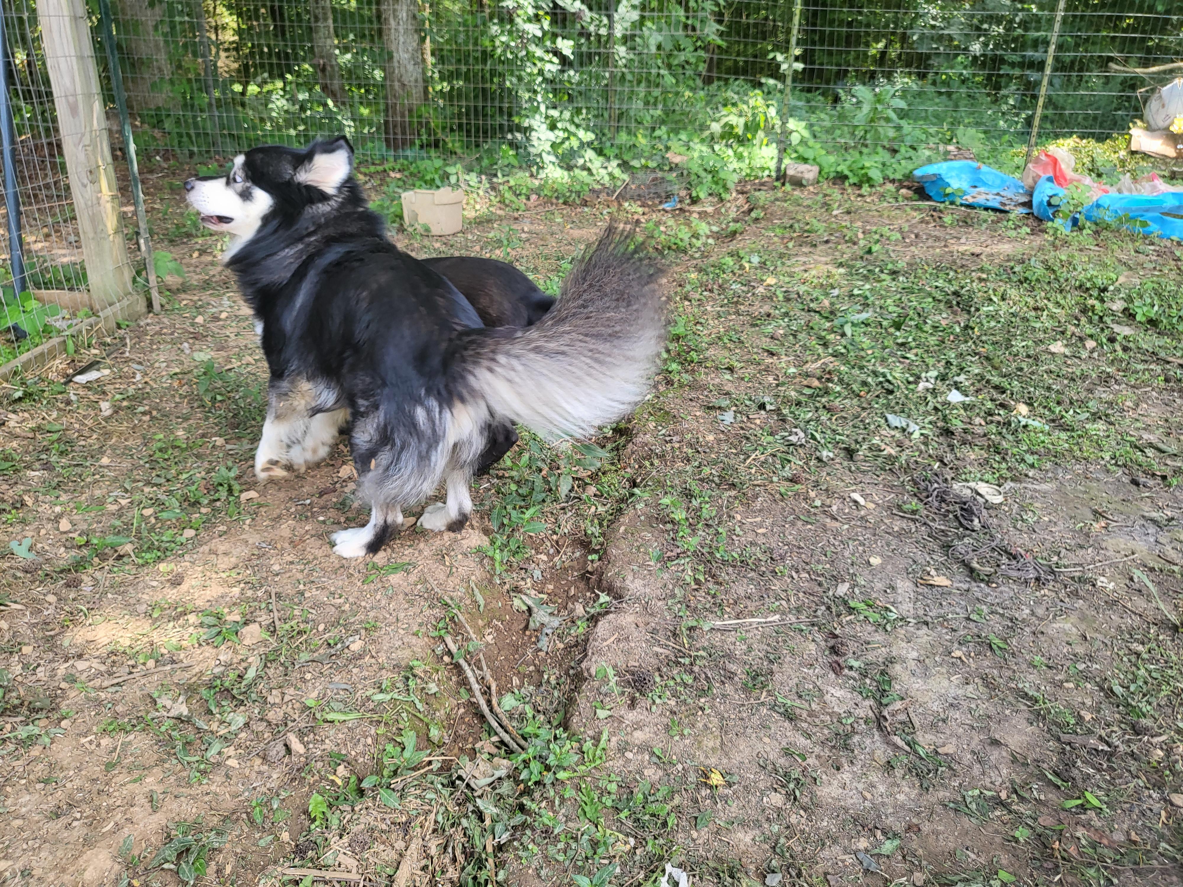 Enlarge Dexter, a Adopted Klee Kai in Toney, AL image 5/6