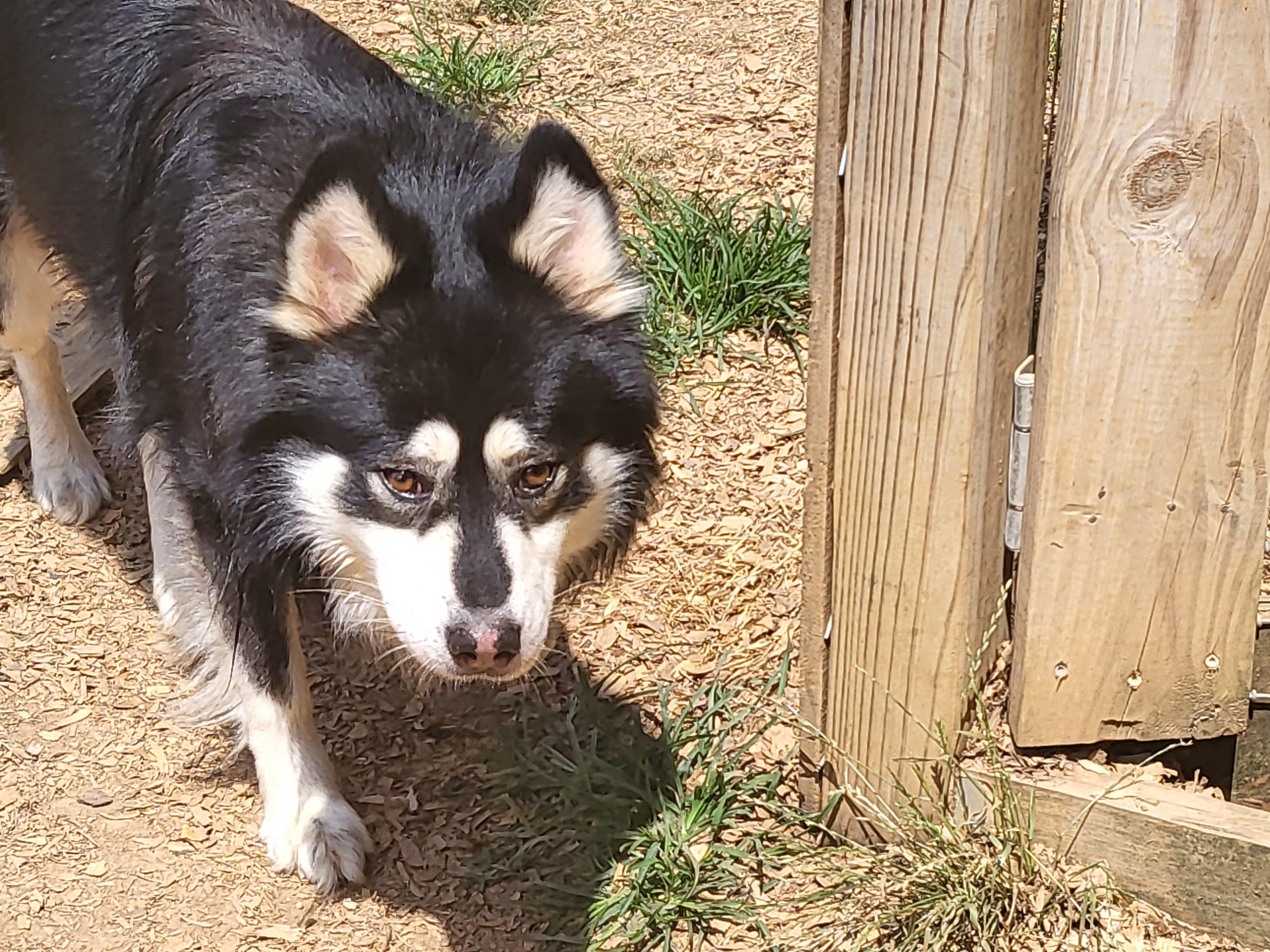 Enlarge Dexter, a Adopted Klee Kai in Toney, AL image 6/6
