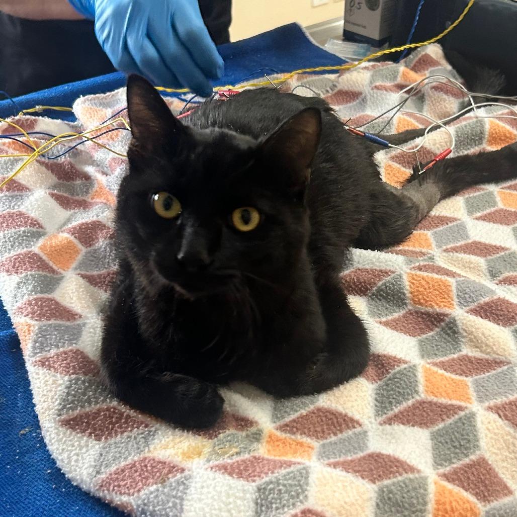 Licorice — thumbnail 2