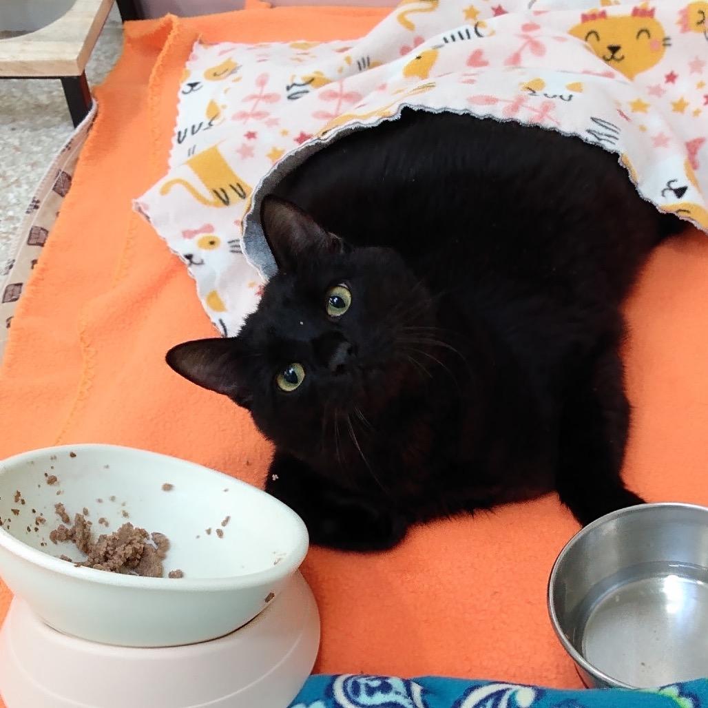 Licorice — thumbnail 3