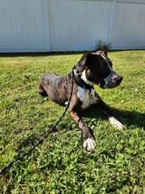 Julius, Adoptable, Adult Male Australian Cattle Dog / Blue Heeler & Pit Bull Terrier.