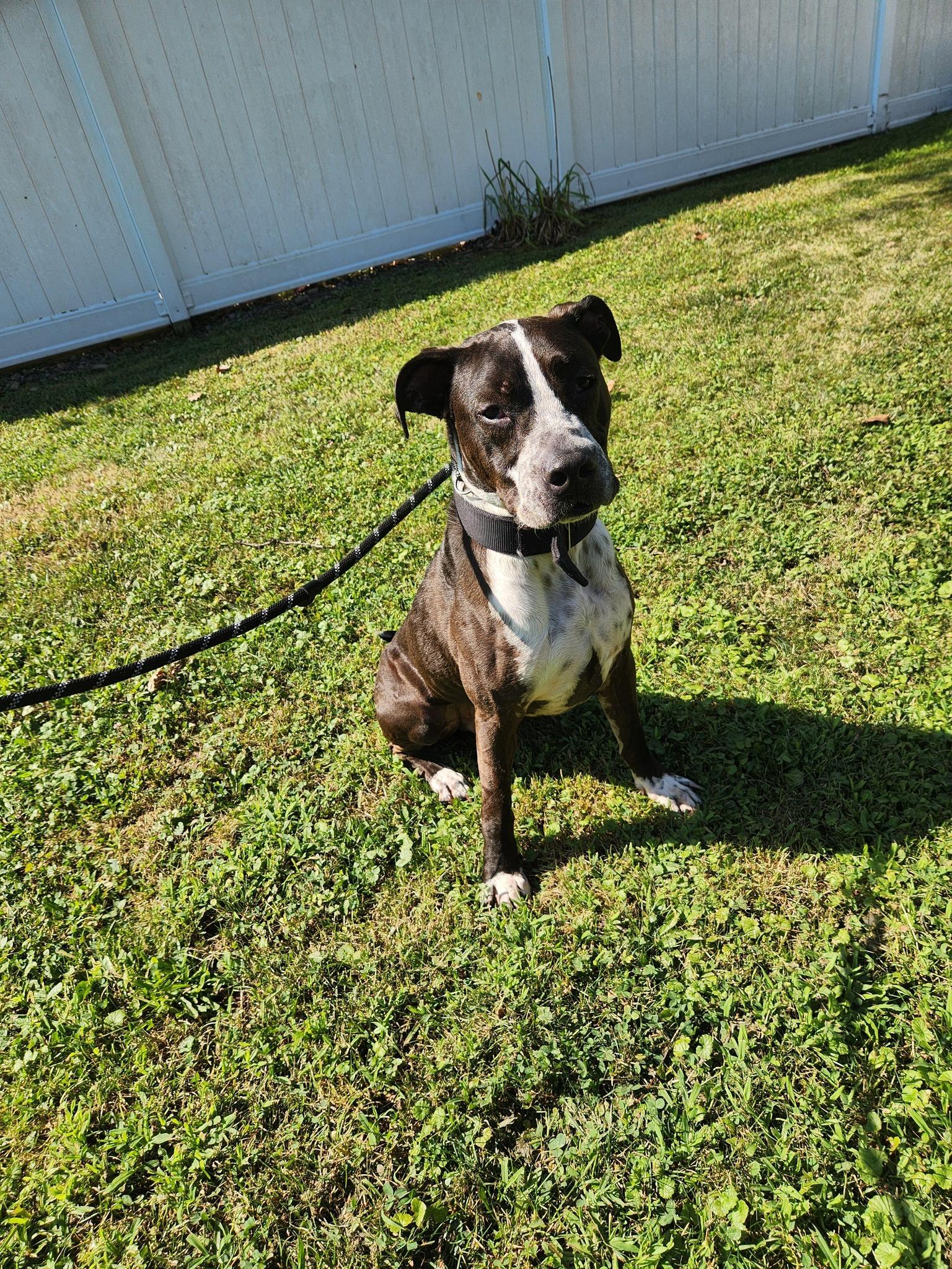 Enlarge Julius, a Adoptable mixed breed in Binghamton, NY image 2/2