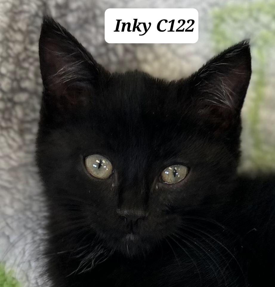 Inky, Adoptable, Kitten Male Domestic Short Hair.
