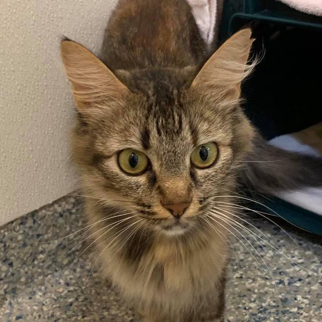 Aries, Adopted, Senior Female Domestic Medium Hair.