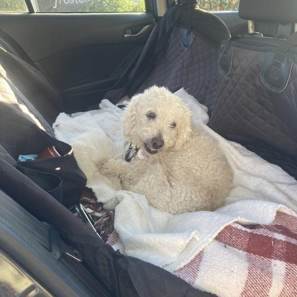 Buddy Fibonacci — thumbnail 3