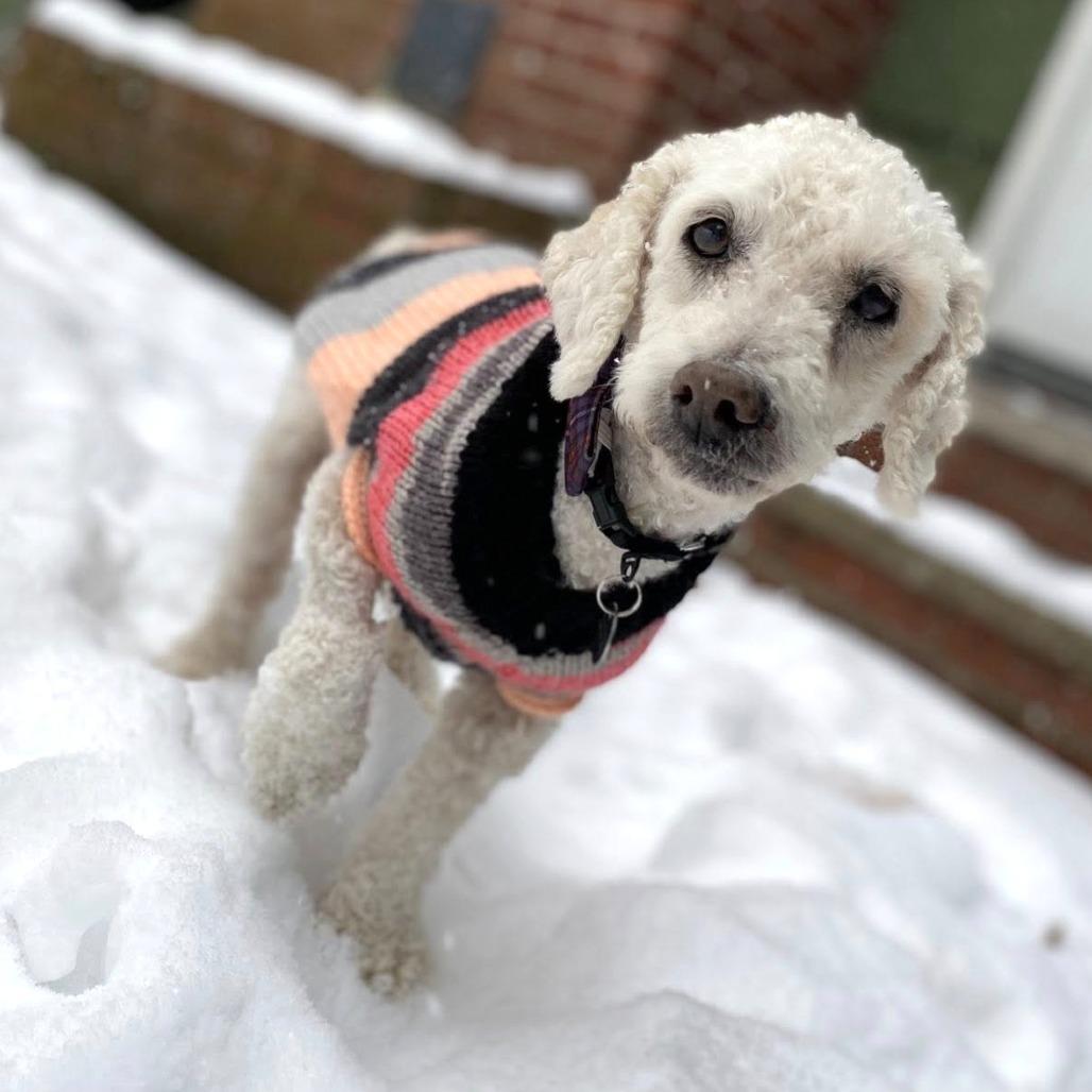 Buddy Fibonacci — thumbnail 4