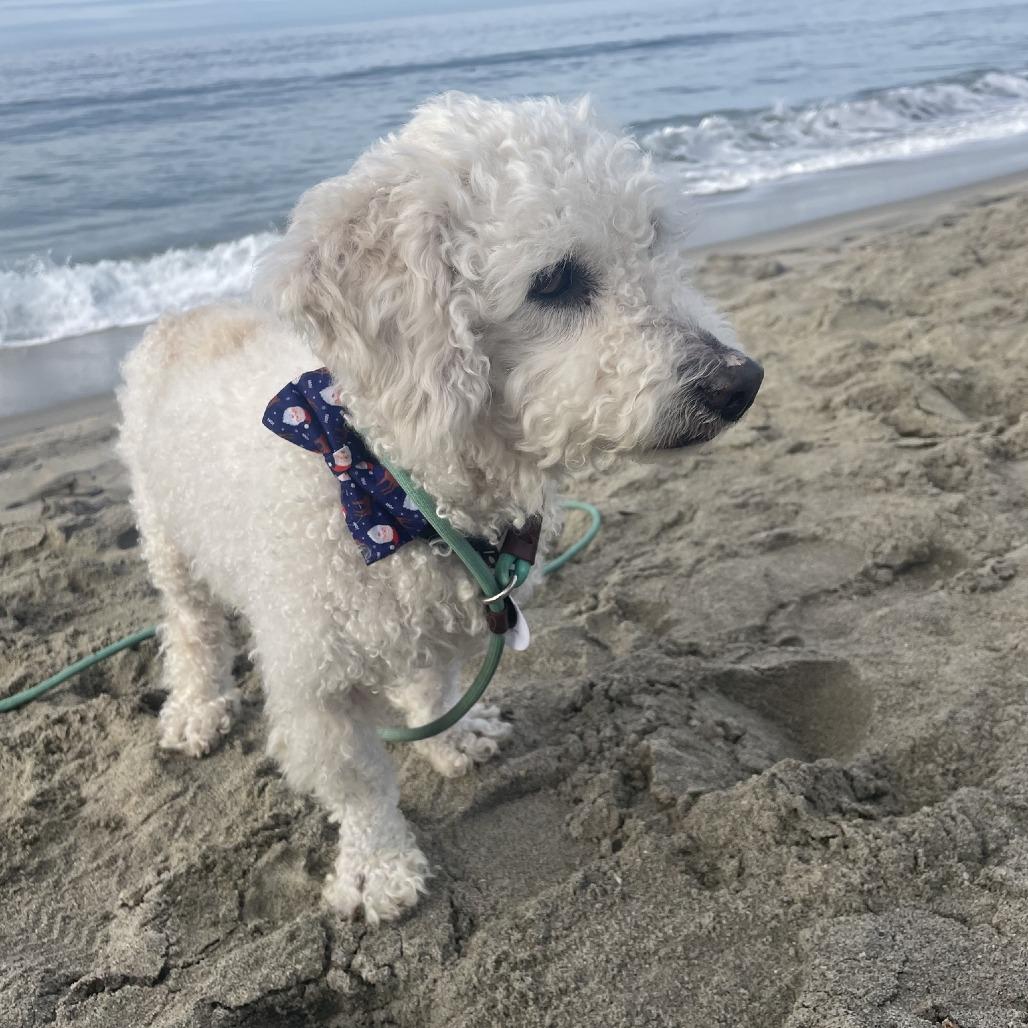 Buddy Fibonacci — thumbnail 5