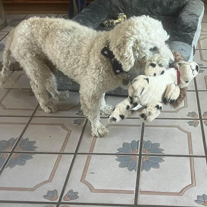 Buddy Fibonacci — thumbnail 6