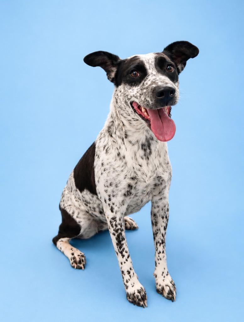Enlarge Viola, a Adoptable Australian Cattle Dog / Blue Heeler in Rock Springs, WY image 1/1