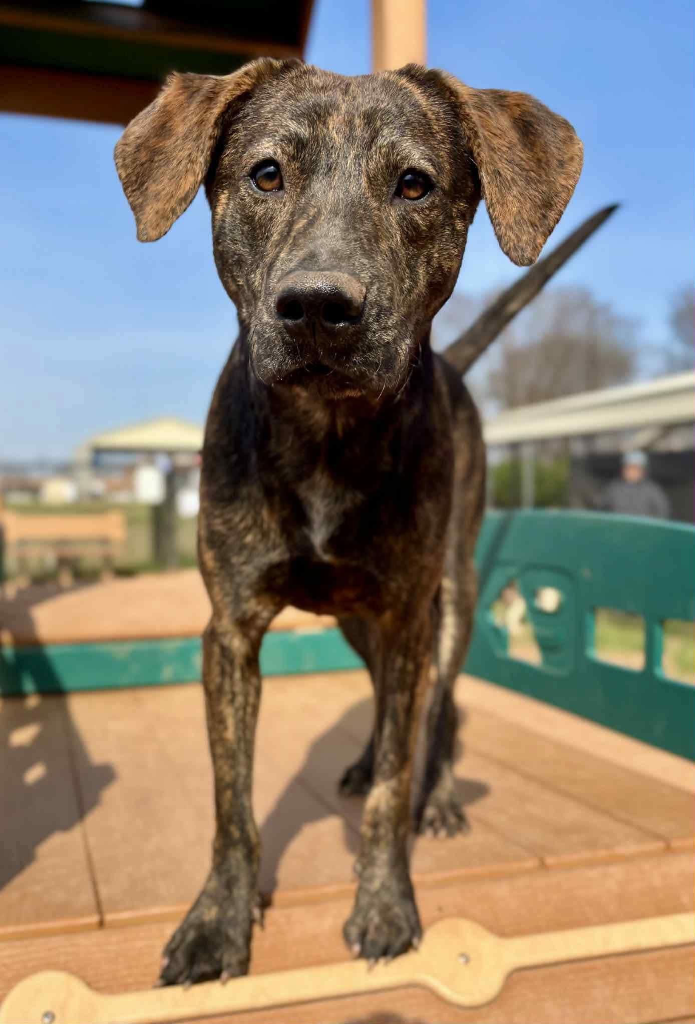 Bull, ADOPTABLE, Adult Male Plott Hound & Mountain Cur.