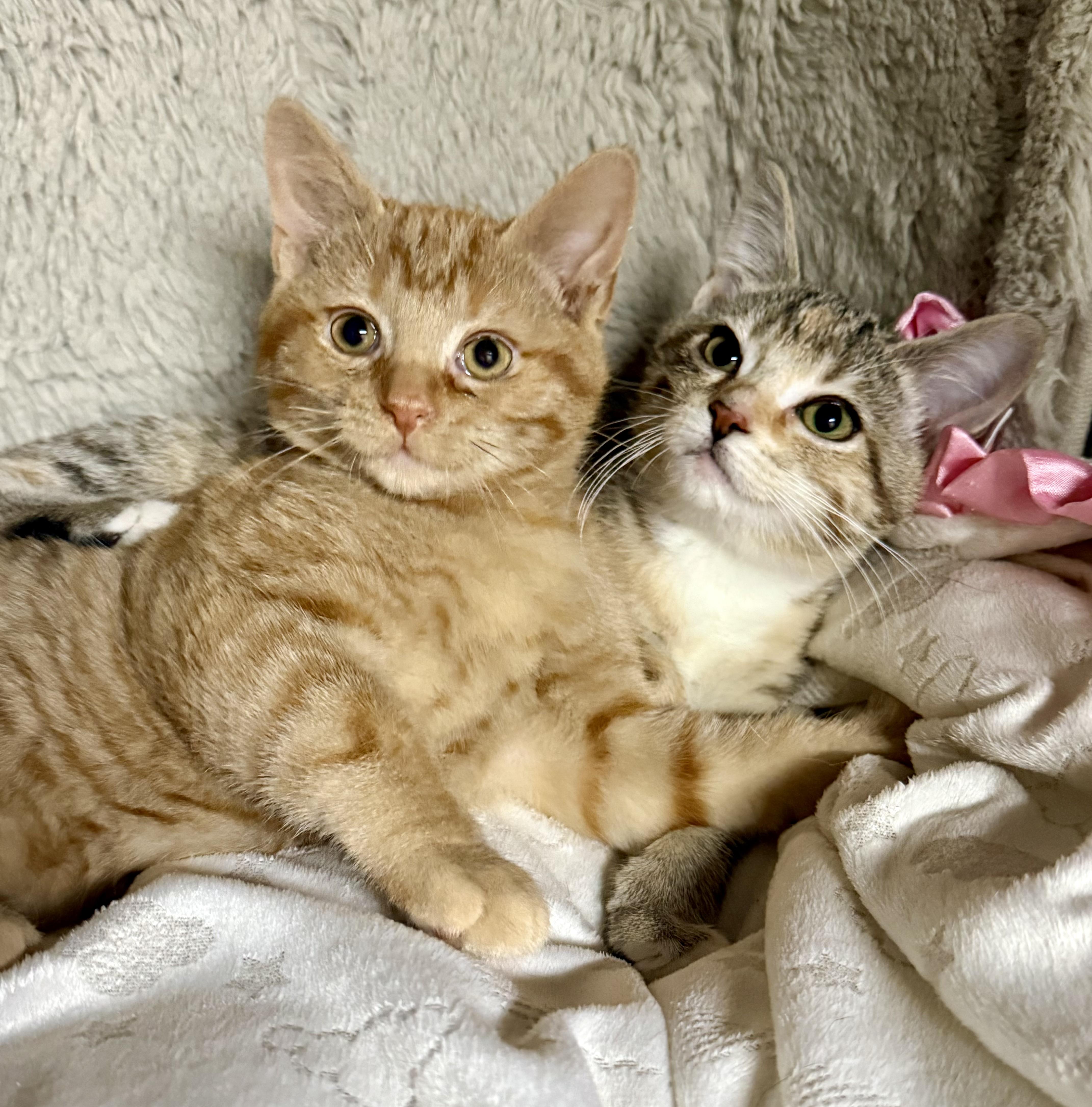 Caramel & Gethsemane, adoptable, Kitten Male Domestic Short Hair.