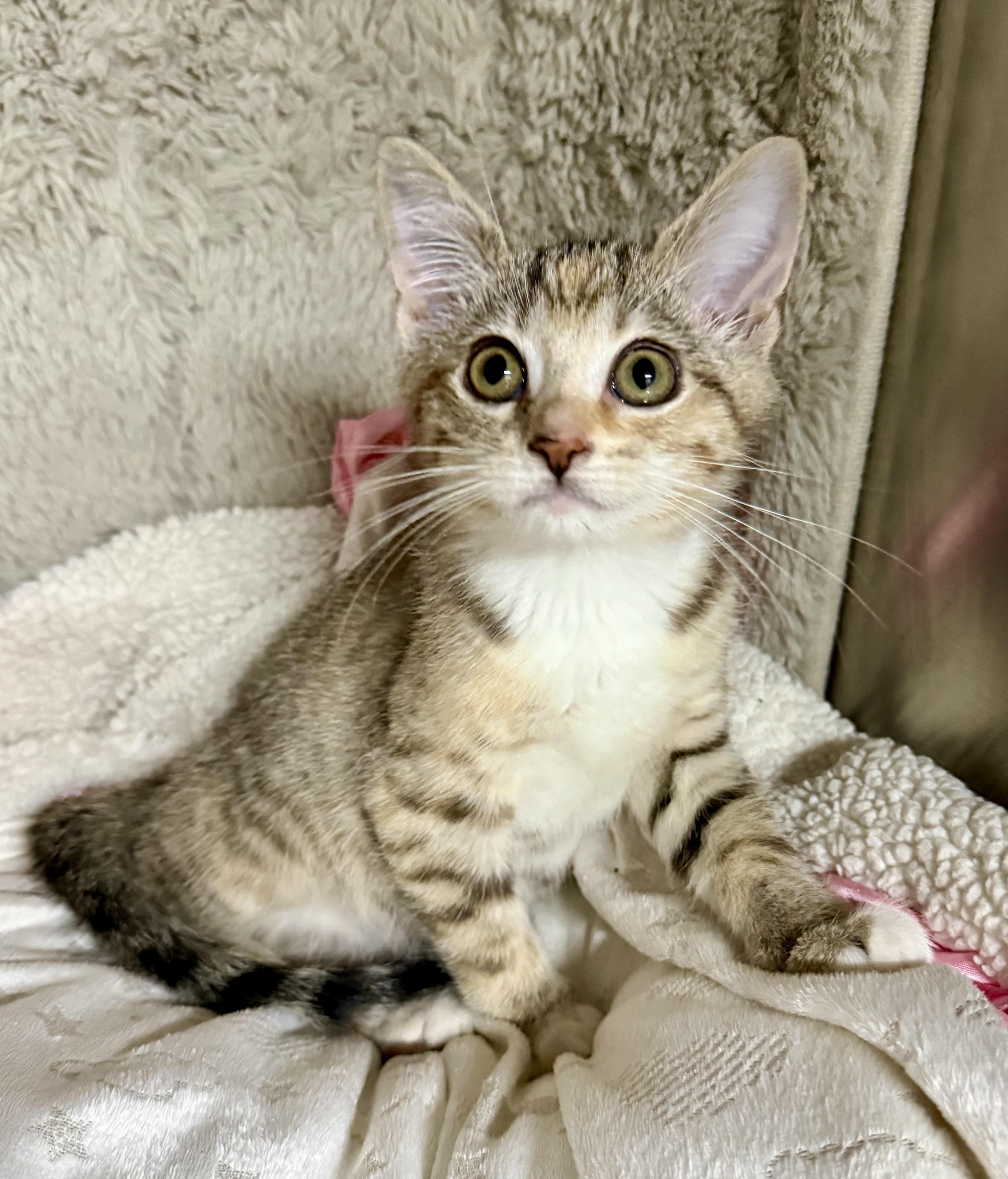 Enlarge Caramel & Gethsemane, an adoptable Domestic Short Hair in Frewsburg, NY image 2/3