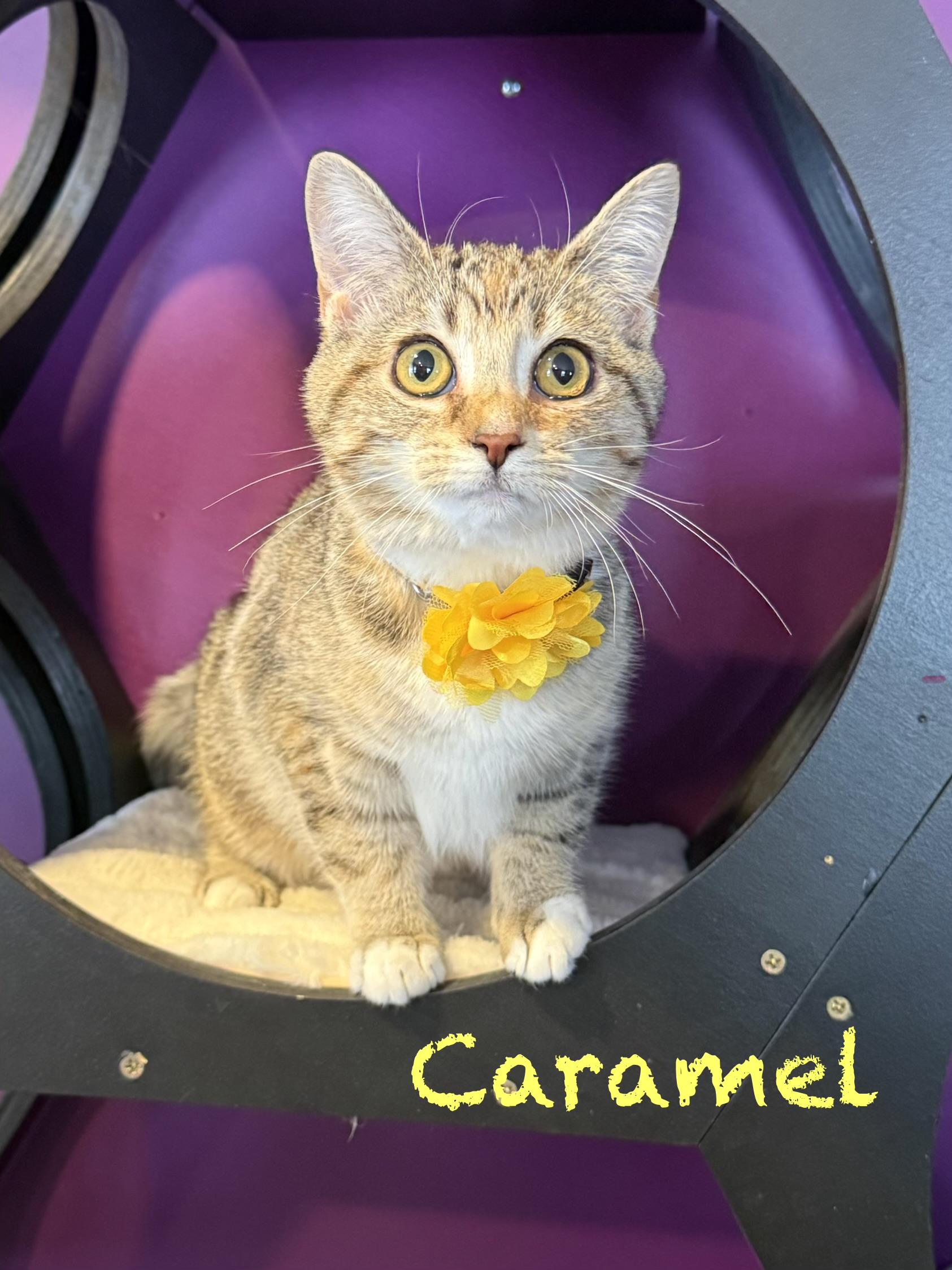Enlarge Caramel, an adoptable Domestic Short Hair in Frewsburg, NY image 1/1