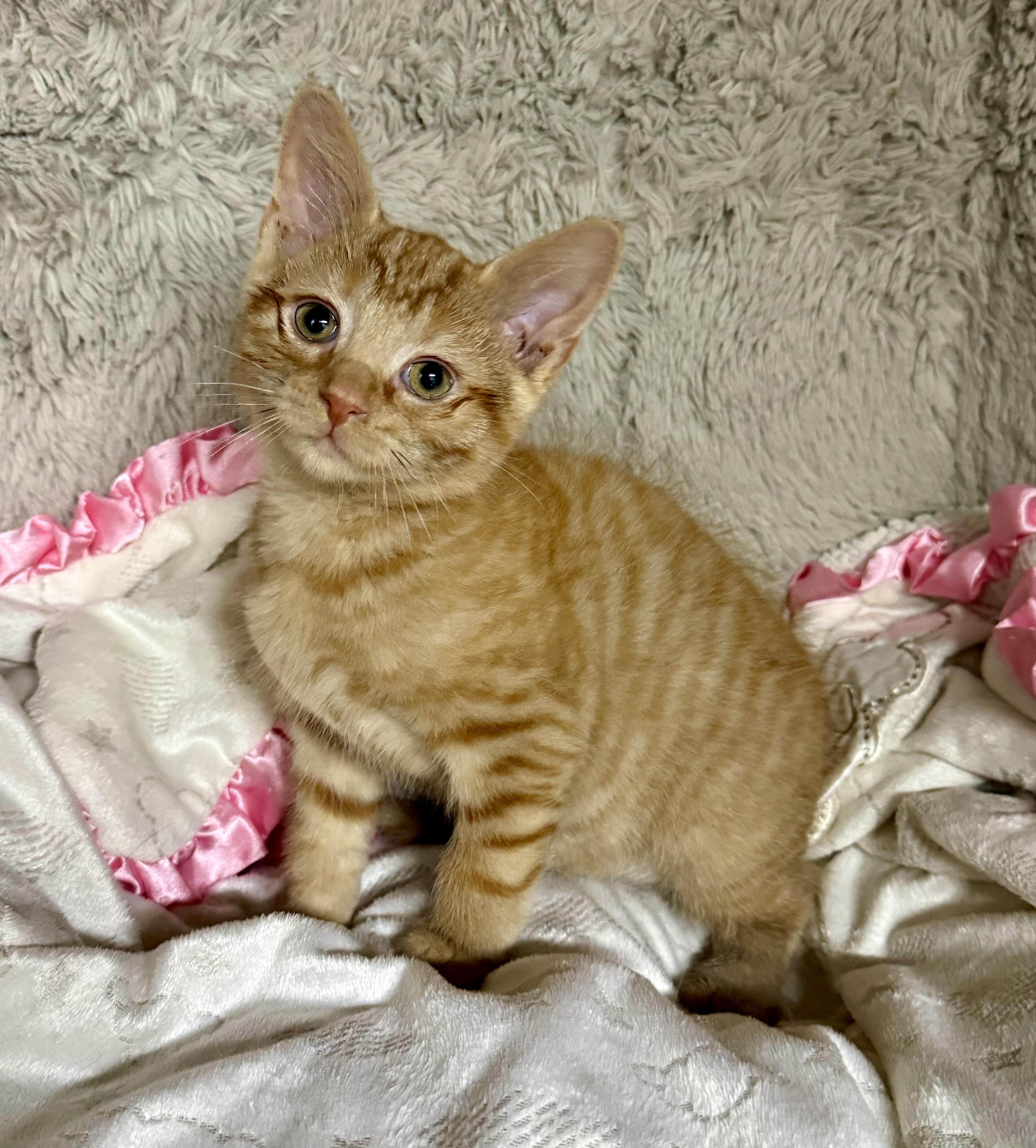 Enlarge Caramel & Gethsemane, an adoptable Domestic Short Hair in Frewsburg, NY image 3/3