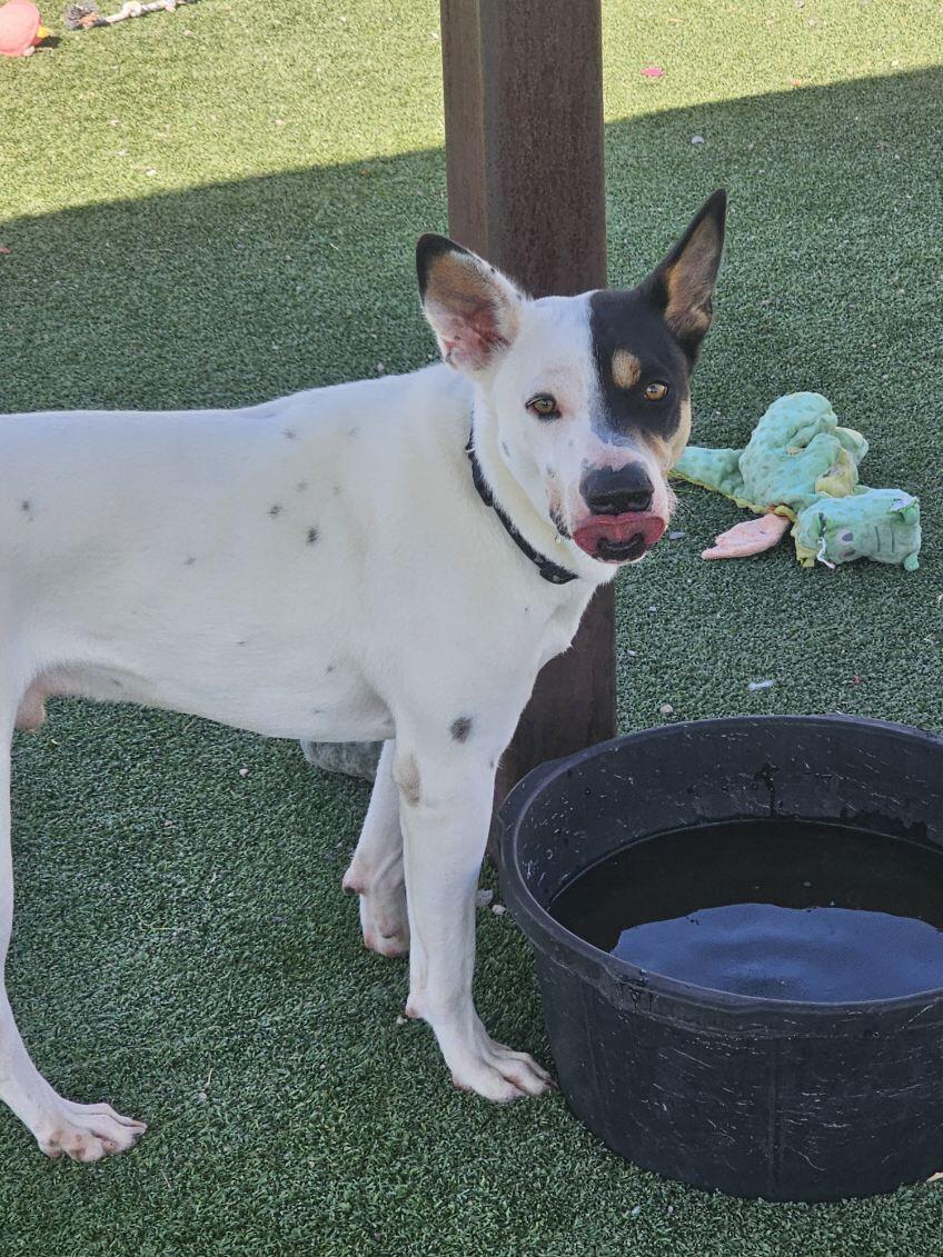 #8, Adoptable, Adult Male Australian Cattle Dog / Blue Heeler.