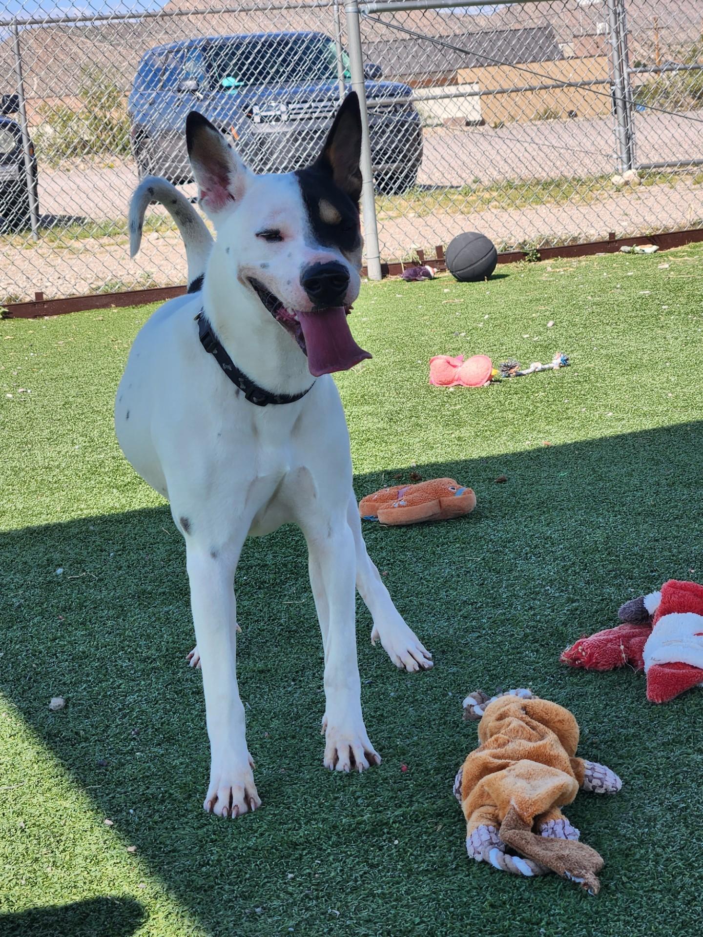 Enlarge #8, a Adoptable mixed breed in Truth or Consequences , NM image 2/6