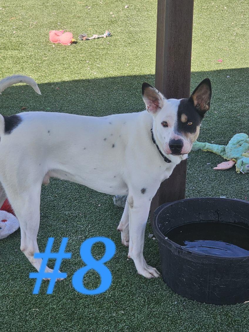 Enlarge #8, a Adoptable mixed breed in Truth or Consequences , NM image 3/6